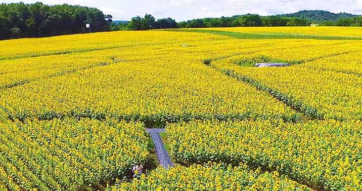 日本腦炎疫苗 -- Yeung Ho Hong, 楊浩康